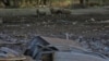 Las ovejas miran los escombros de un edificio industrial dañado por un ataque con misiles rusos, en medio del ataque de Rusia a Ucrania, en Odesa, Ucrania, el 18 de mayo de 2023. (REUTERS/Nina Liashonok)