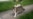 Gato con rabia ataca a 3 personas en Holguín y ahora recogen animales callejeros